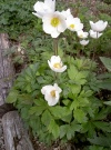 anemone-sylvestris