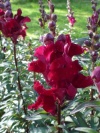 antirrhinum-majus-black-price