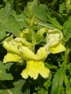 antirrhinum_gloriosa