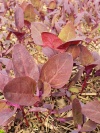 atriplex_rote_gartenmelde