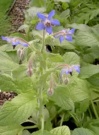 borago-officinalis