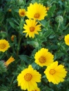 calendula_arvensis_fotoq