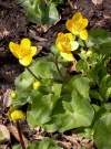 caltha-palustris