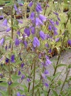 campanula-rapunculoides