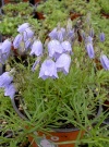 campanula_cochleraiifolia