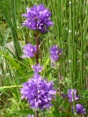 campanula_glomerata