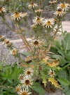 carlina-vulgaris