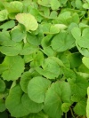 centella-asiatica