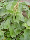 chenopodium_bonus-henricus