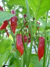 chili_aji_ecuadorian_red