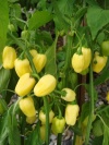 chili_habanero_ivory