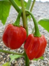 chili_habanero_red