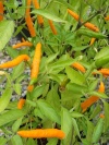 chili_thai_orange_hot