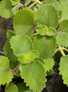 coleus_amboinicus1