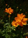 cosmos_sulphureus