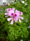 duftgeranie_citronella