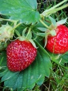 erdbeere-mara-des-bois