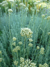 helichrysum_dartington