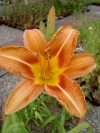 hemerocallis_margareth_perry