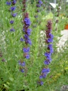 hysssopus_officinalis