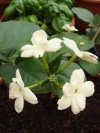 jasminum_sambac_arabischer