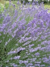 lavandula_angustifolia_1