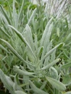 lavandula_latifolia