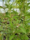 lippia_javanica_1544111160