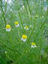 matricaria_chamomilla