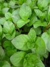 mentha_piporangenm1