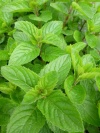 mentha_sp_glabrataa