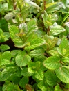 mentha_spearmint