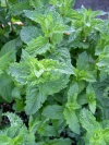 mentha_spicata_aegypten