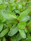 mentha_spicata_anisataa