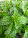 mentha_spicata_crispaa