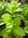 mentha_taschkent