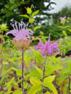 monarda_fistulosa_721712731