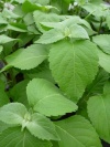 ocimum_gratissimum