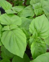 ocimum_madeira