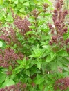 ocimum_zyprisches