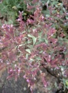 origanum_laevigatum