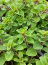 origanum_supreme