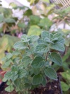 origanum_syriaca