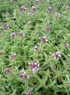 origanum_vulg_compactum