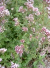 origanum_vulgare