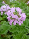 pelargonium_atar_of_rose