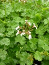 pelargonium_eukalyptus