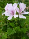 pelargonium_frensham1