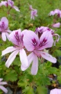 pelargonium_limoncello_1