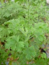 pelargonium_prince_of_orange